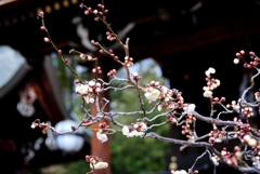 春の気配②〜北野天満宮