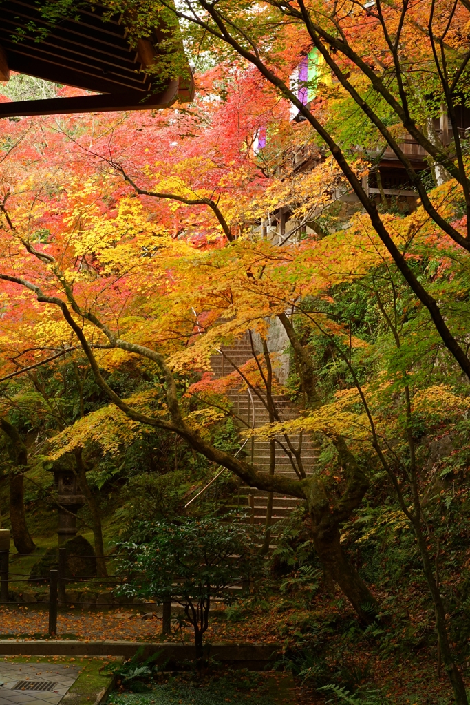 2021年の紅葉〜永観堂②