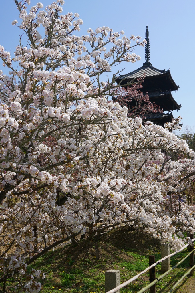 御室桜〜仁和寺