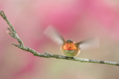 Rufous Hummingbird:2