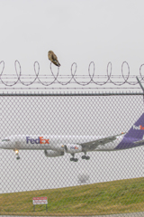 コミミズクの住まいは空港