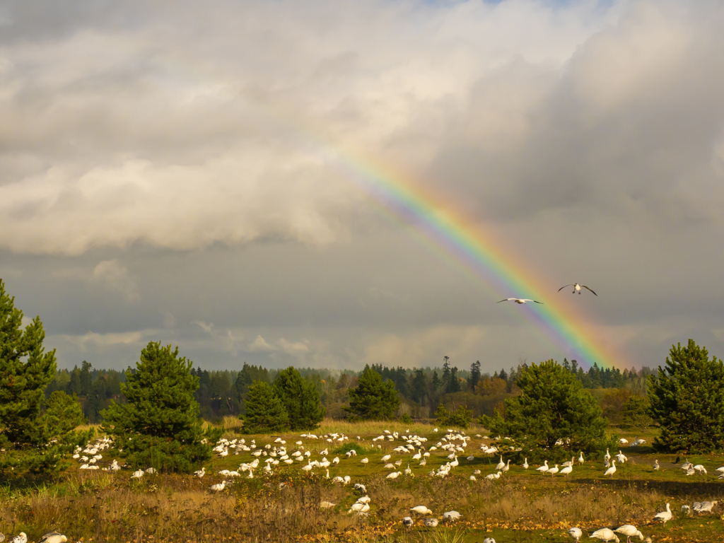 虹とスノーギース（ハクガン）