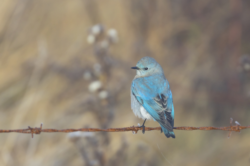 Mountain Bluebird