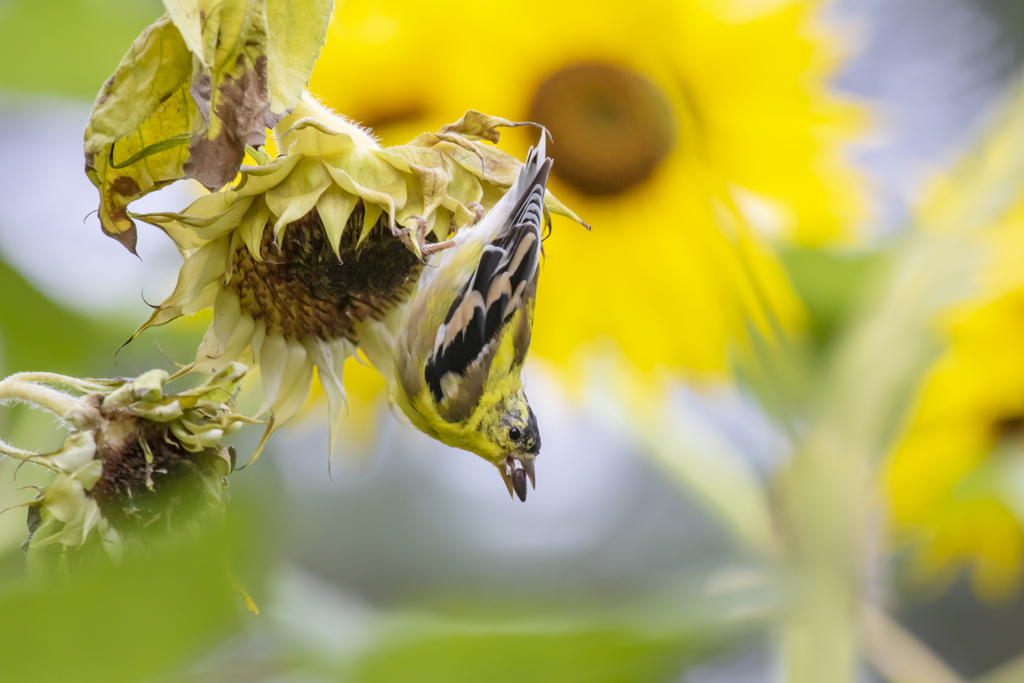 オウゴンヒワ：American Goldfinch