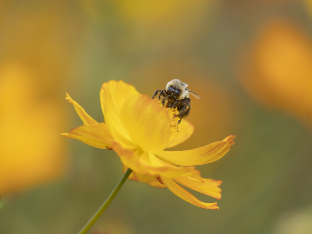 キバナコスモスは蜂蜜色♪