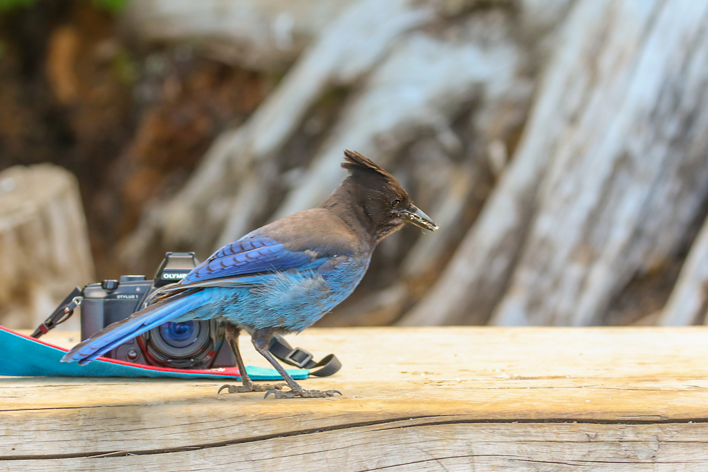 鳥撮影のサブ機に