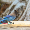 鳥撮影のサブ機に