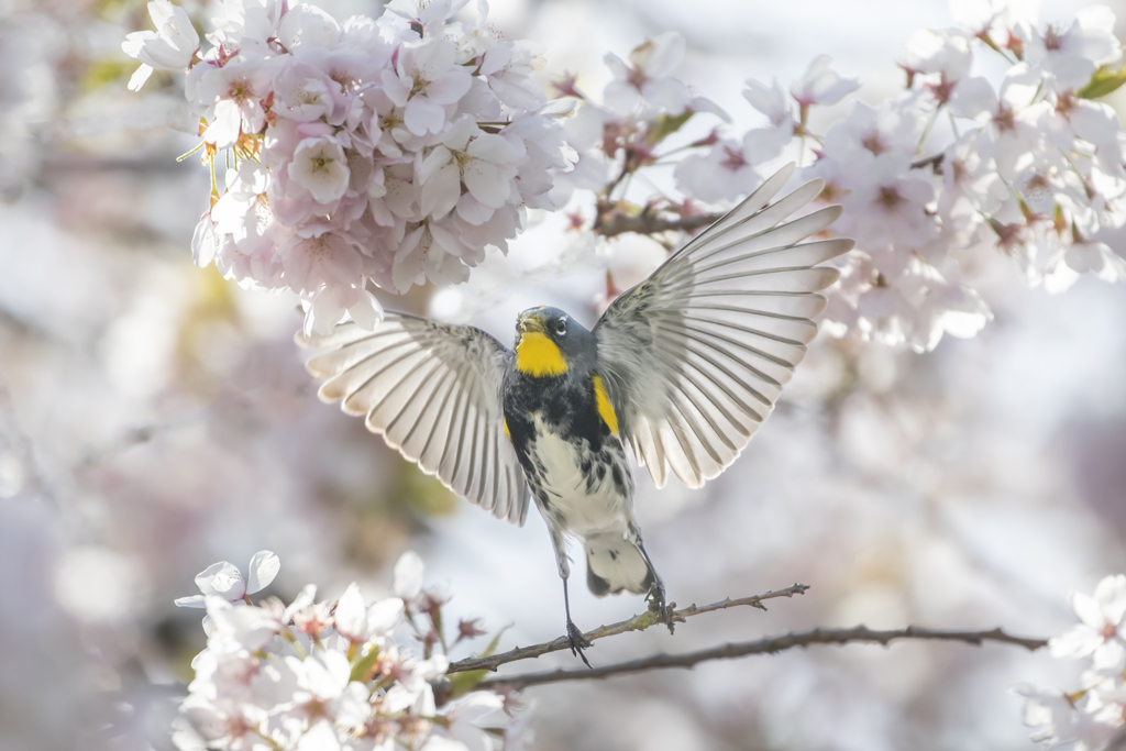 桜で一休み