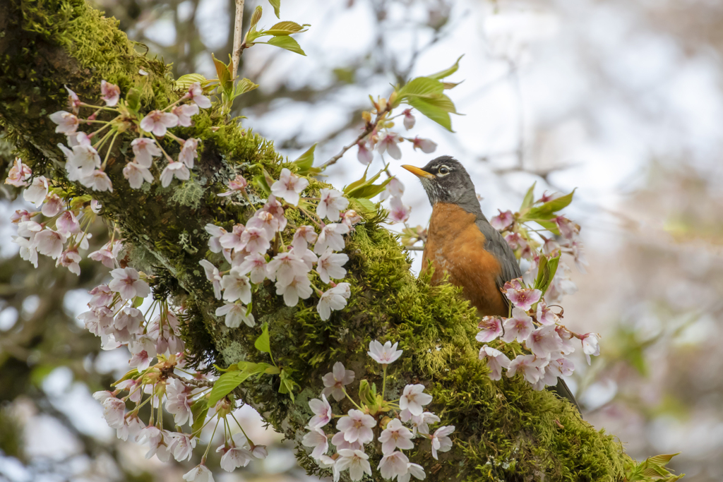 最後の桜
