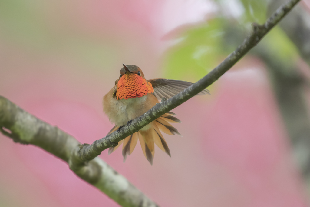 Rufous Hummingbird:1