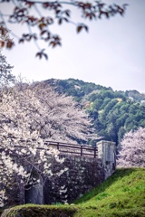 桜の丘