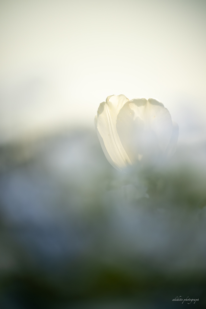 望遠レンズ楽しい