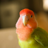 鳥のいる生活