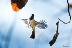 シジュウカラ飛翔