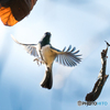 シジュウカラ飛翔