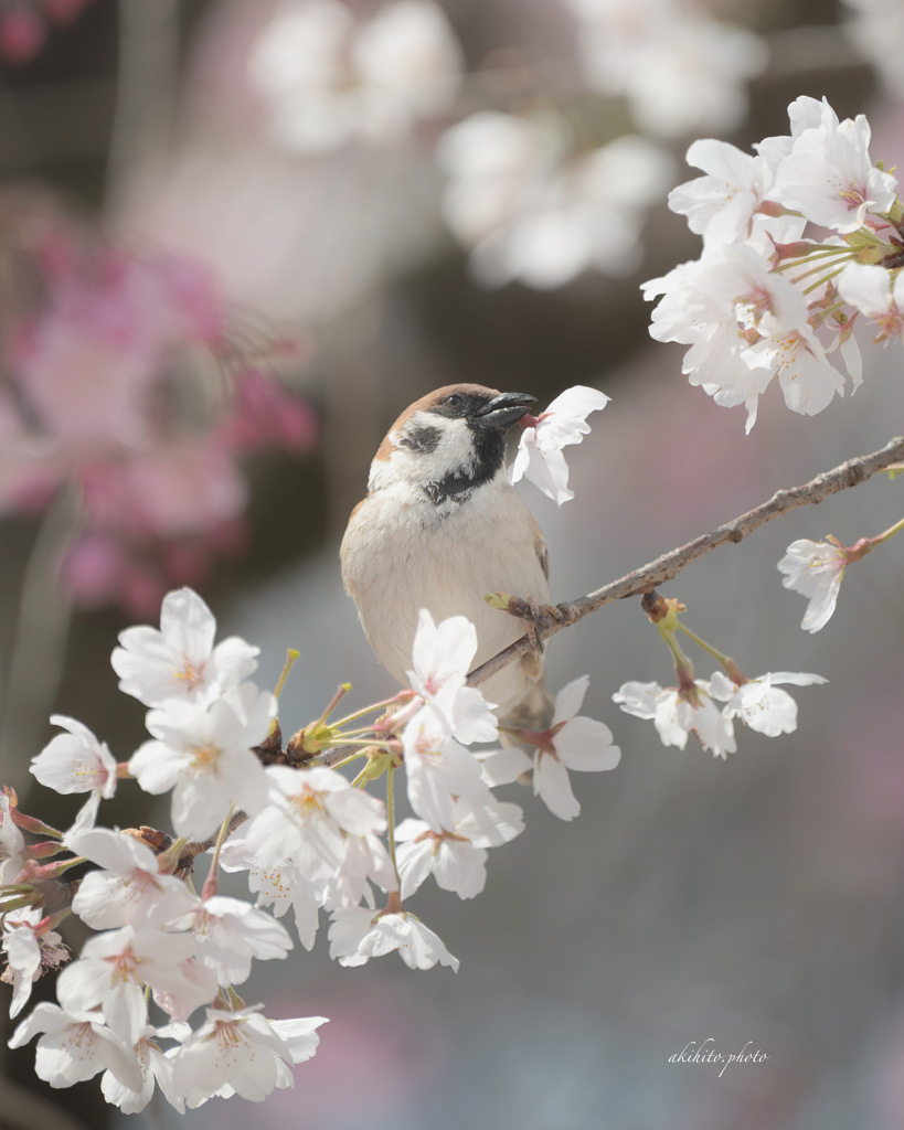 サクスズメ