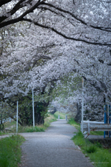 どっかその辺の桜並木