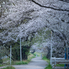 どっかその辺の桜並木