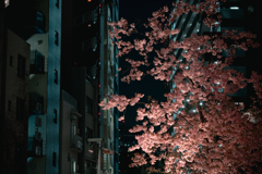 河津桜