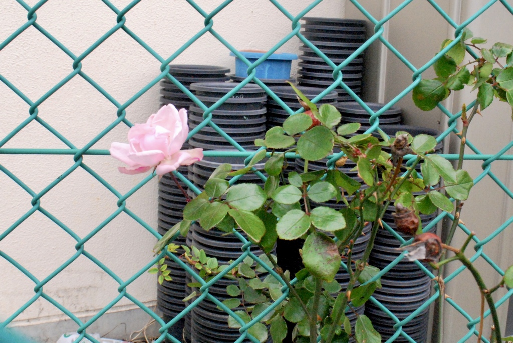 お花