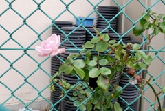 お花