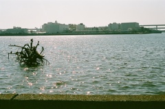 海