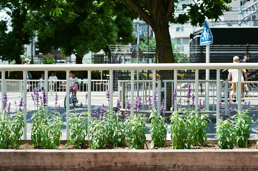 purple