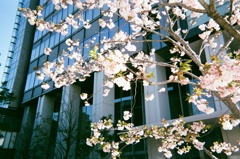 cherry blossom