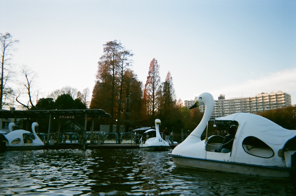 Ducks