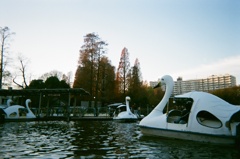 Ducks