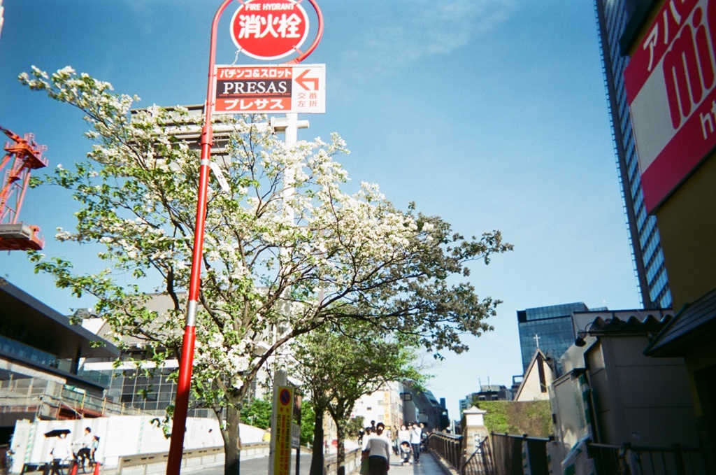 cherry blossom