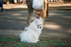 モデル犬