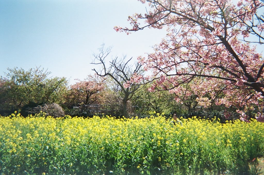 cherry blossom