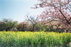 cherry blossom