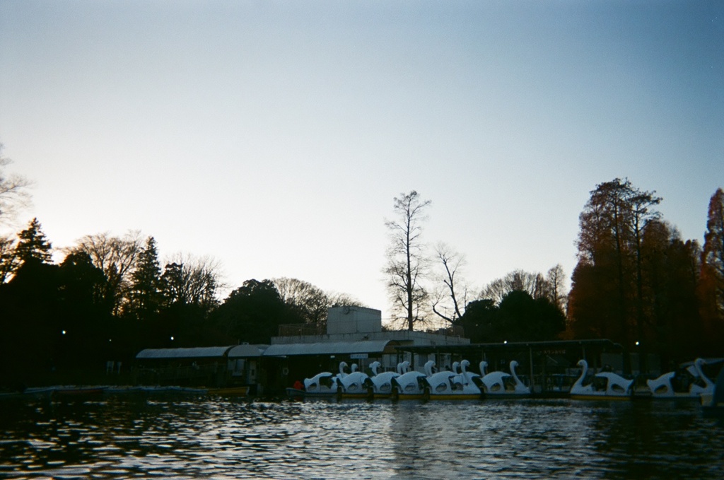 Ducks