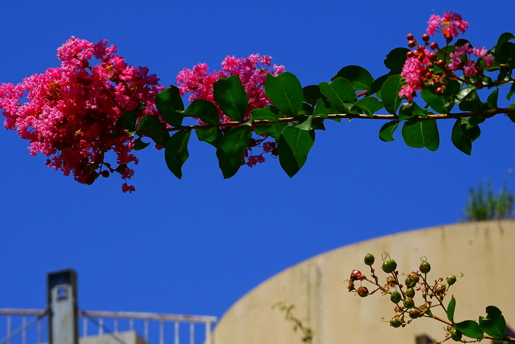 夏空を破る百日紅。