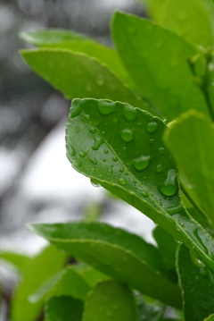 露の質感。