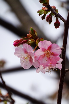 河津桜の咲き始め。