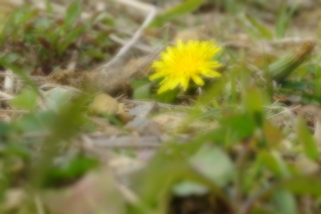 おぼろげの春。