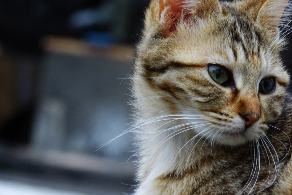 おひげの長い猫