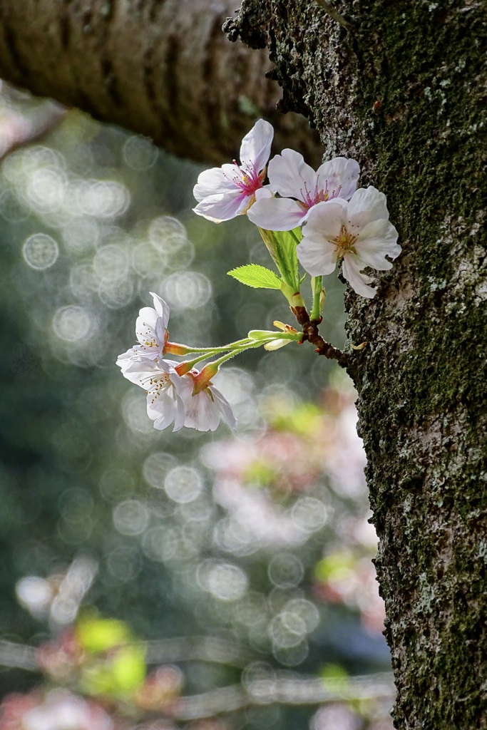 芽吹き。