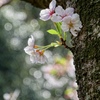 芽吹き。