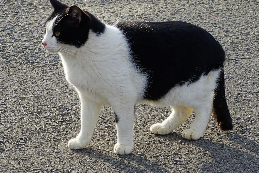 牛みたいな？