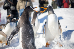 おたる水族館 ペンギン