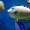 おたる水族館