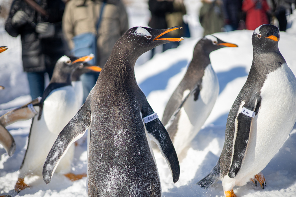 おたる水族館 ペンギン