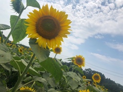 太陽さんさん