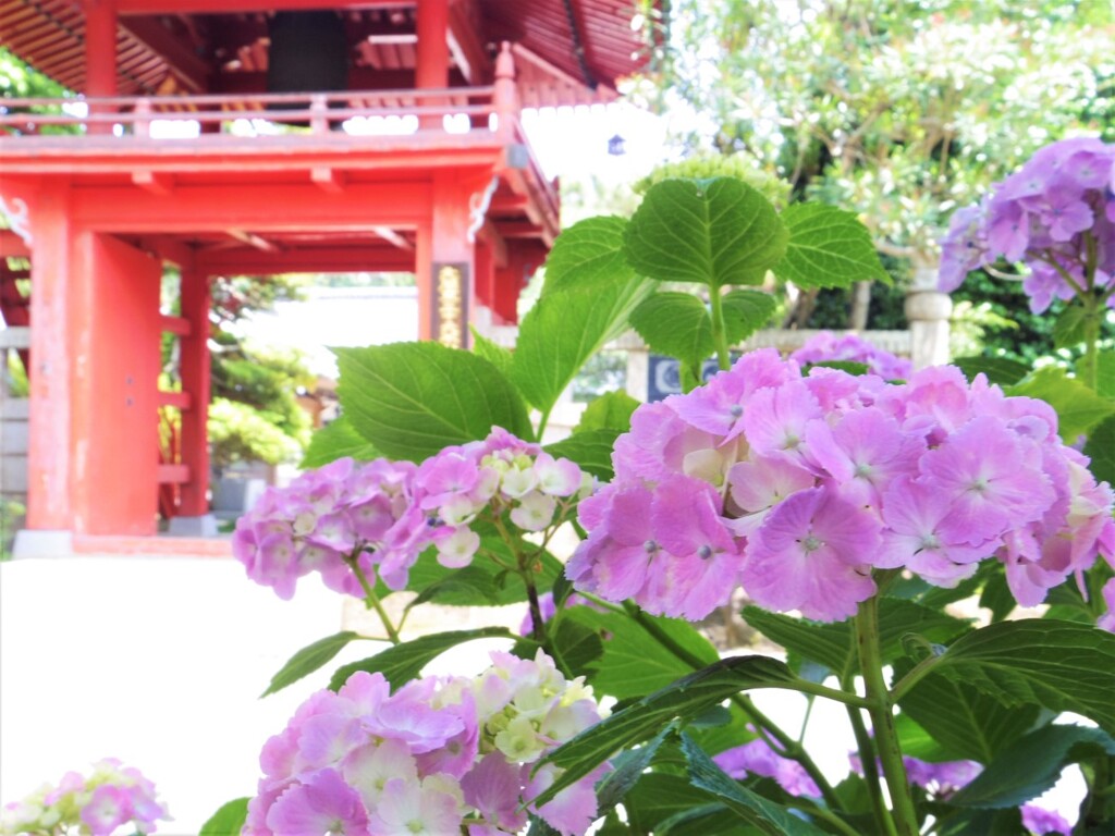 紫陽花