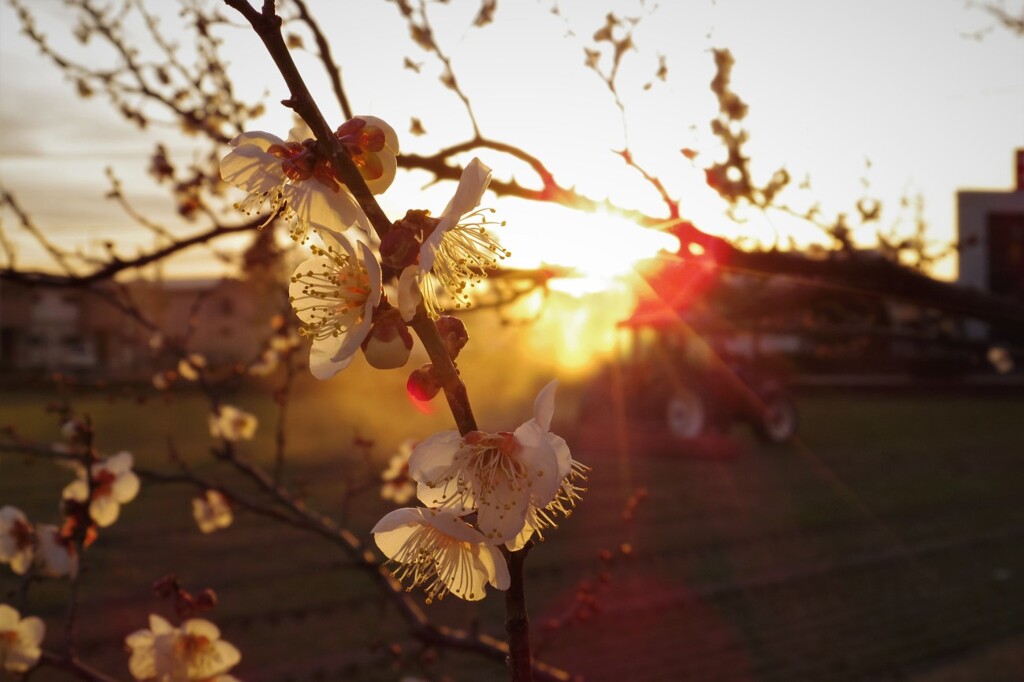 夕暮れの梅