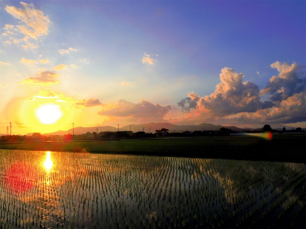 田植え後の夕日
